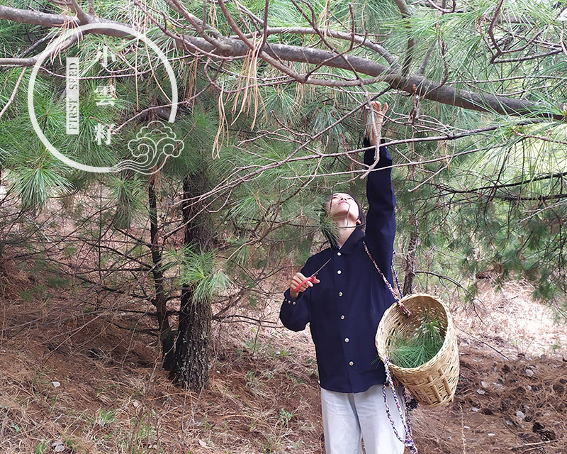 Wild Pine Needle and Green Tea from Yunnan