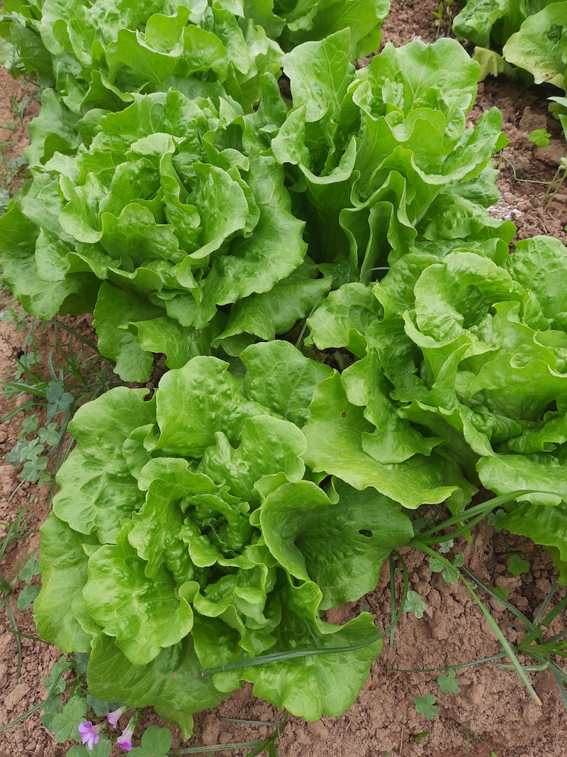 Fresh Organic Chinese Lettuce from Hong Kong