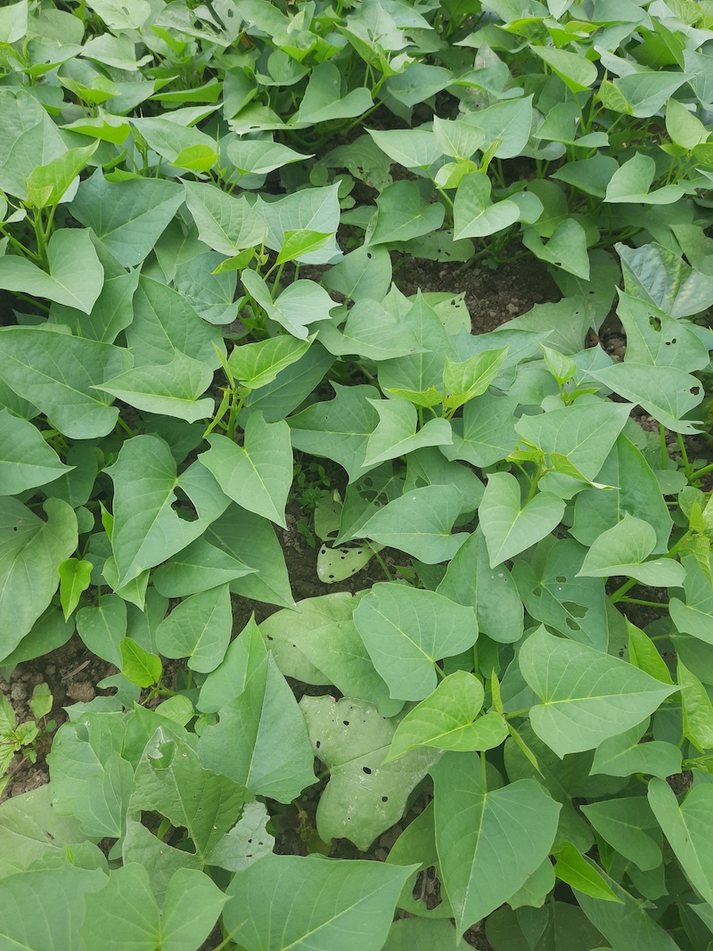 Fresh Organic Yam Leaves from Hong Kong