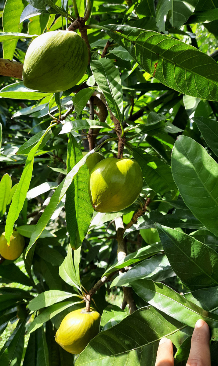 Organic Fresh Lucuma from Hong Kong