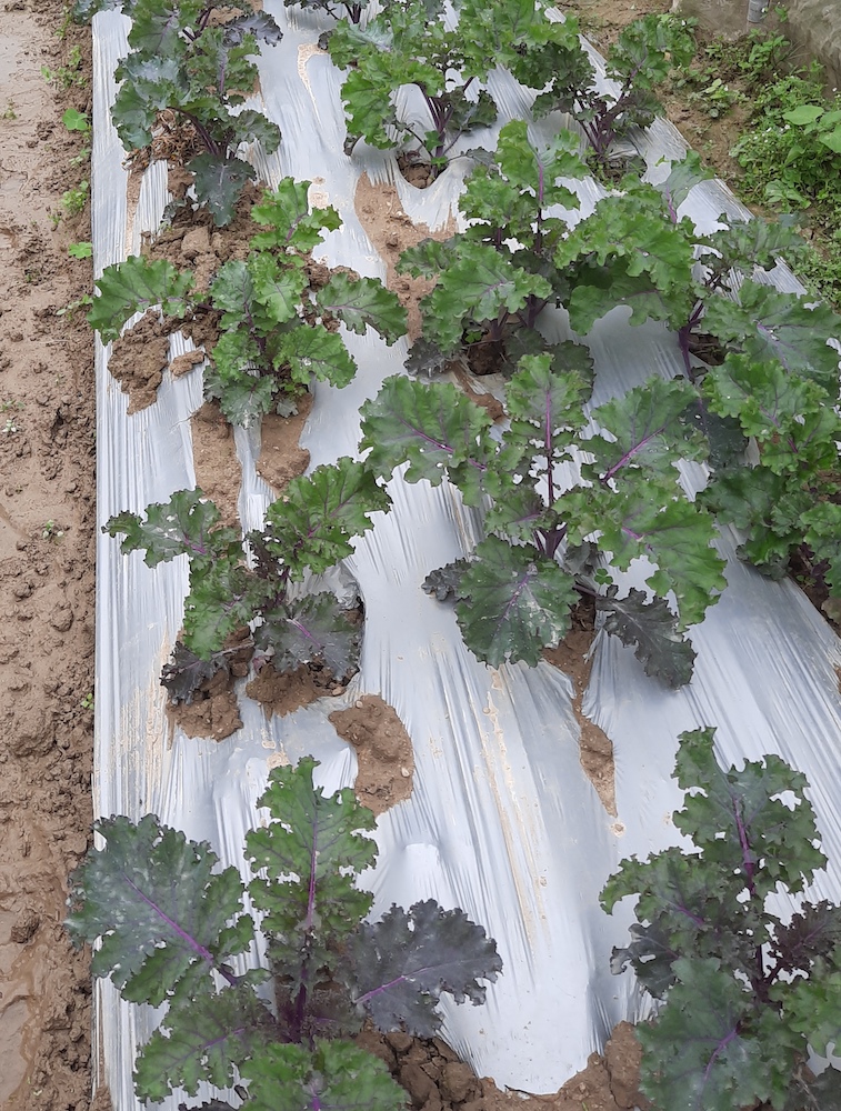 Fresh Organic kale from Hong Kong