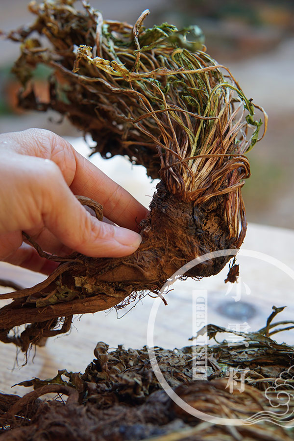 Organic Dandelion Root Tea from Yuennan