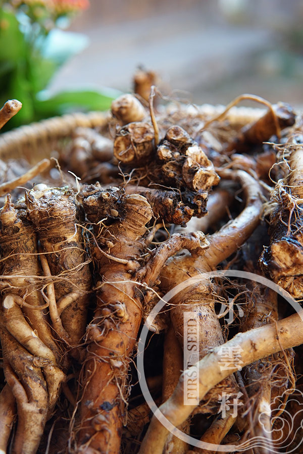 Organic Dandelion Root Tea from Yuennan