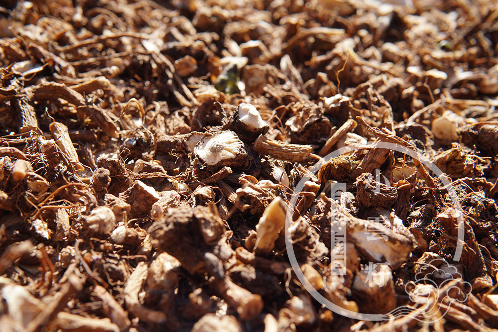 Organic Dandelion Root Tea from Yuennan