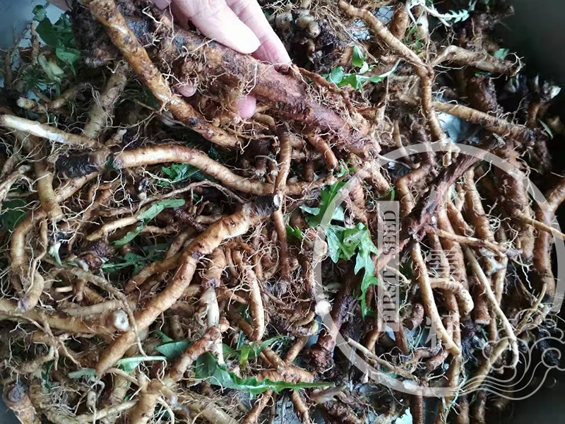 Organic Dandelion Root Tea from Yuennan