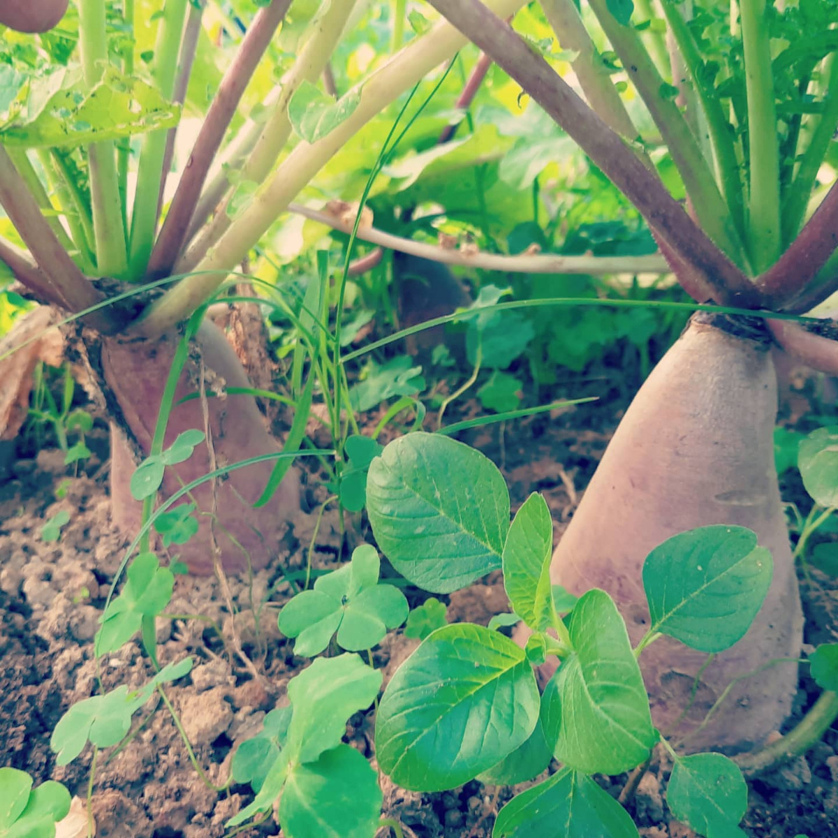 Organic Pink Radish from Hong Kong