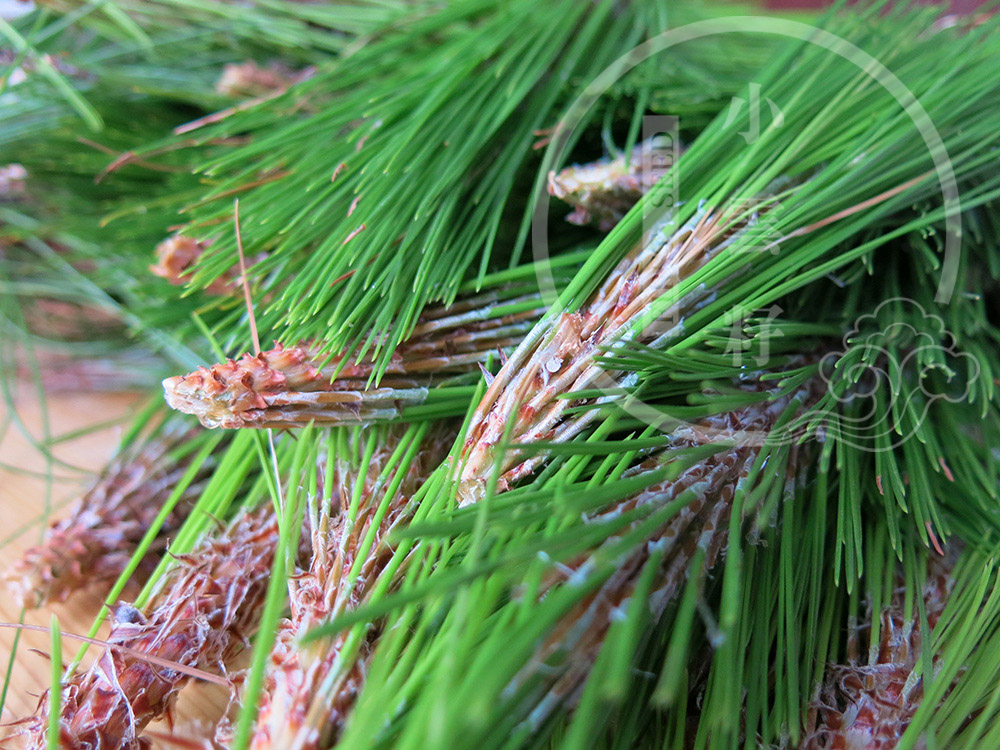 Wild Pine Needle and Green Tea from Yunnan