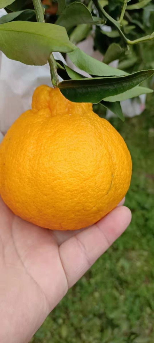 Organic Ugly Mandarin from Highland (2pcs)