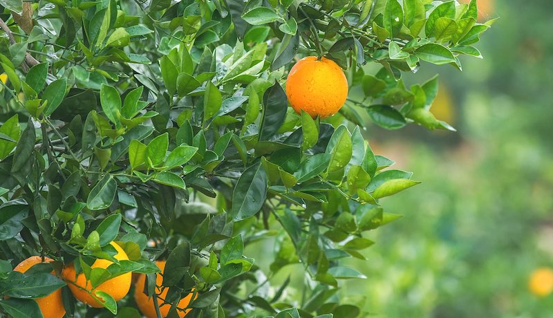Organic Oranges 