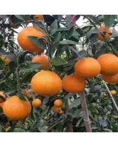 Organic Mandarin from Highland (4pcs)