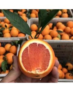 Organic Blood Oranges (3pcs)