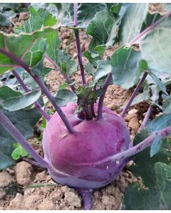 Local Organic Kohlrabi