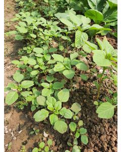 Local Organic Purslane