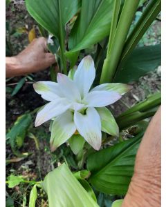 Local Organic Tumeric Bloosom