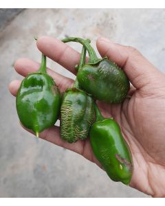 Local Organic Sweet Green Chili