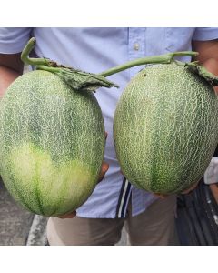 Local Organic Sweet cantaloupe from Hong Kong(~2.5-3lb)