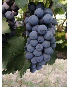 Organic Seedless Black grapes (Summer Black)