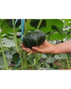 Local Tiny Green Pumpkin