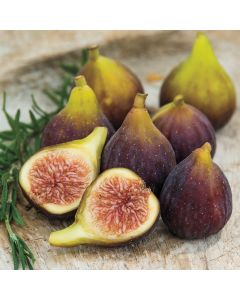 Highland Organic Purple Figs