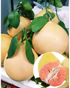 Local Organic Pomelo (Red Meat) (~2.5lbs)