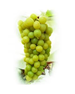 Organic Shine Muscat Green Grapes