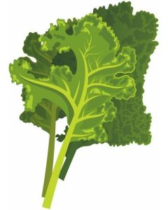 Fresh Organic kale from Hong Kong
