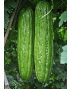 Organic Long Bitter Melon from Hong Kong