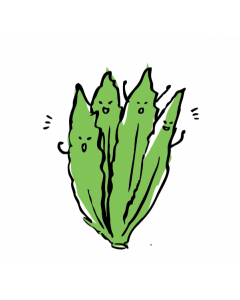 Organic Indian Lettuce from Hong Kong