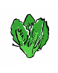 Fresh Organic Chinese Lettuce from Hong Kong (with root)