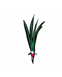 Local Organic Garlic sprouts