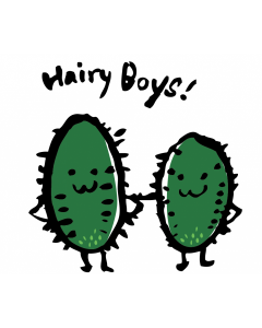 Local Organic Hairy Melon (3 catties)