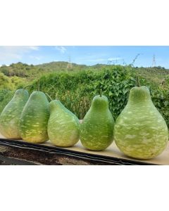 Organic Po Melon from Hong Kong (3lbs)