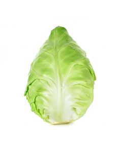 Local Organic Pointed Cabbage