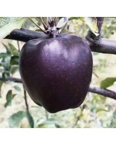 Organic Purple Apples(2pcs)