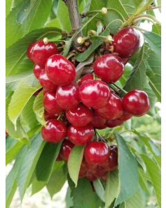 Organic red cherry (1/2 lb)