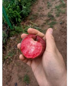 Organic Highland Redlove Apples