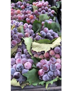 Organic Black grapes with seeds (Kyoho)