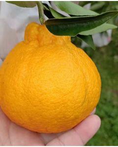 Organic Ugly Mandarin from Highland (3pcs)