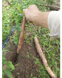 Fresh Organic Yam from Hong Kong