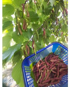 Fresh Organic Long Mulberries from Hong Kong (225g)