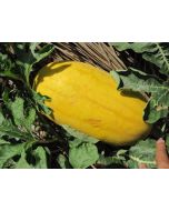 Local Organic Water Melon (Yellow Skin Red Meat)