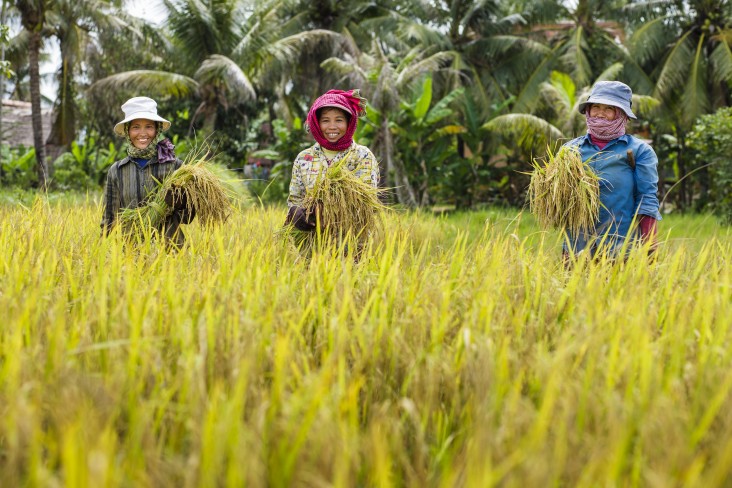 Organic Jasmine Rice from Cambodia 2kg