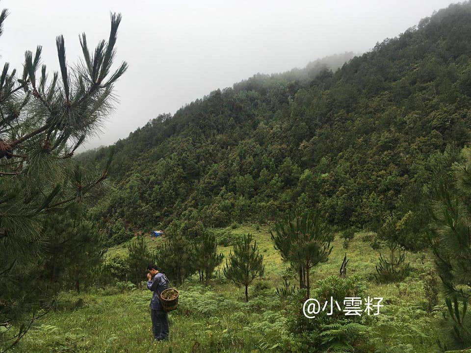 【沙溪馬坪關】- 雲南野生松茸寶庫