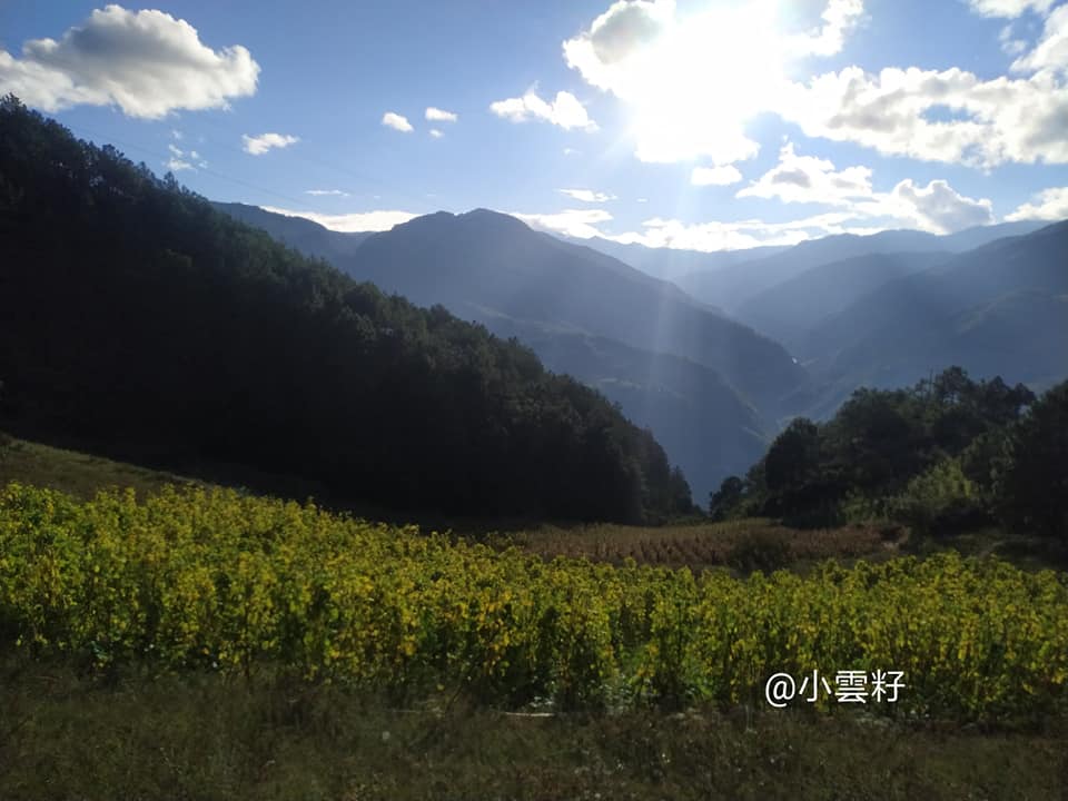 雲南花豆的出生地 天上人間 – 彌沙鄉 