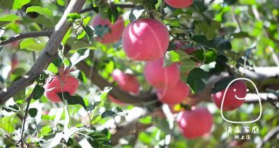 堅持十年 - 種出可能係地球上最純淨的有機蘋果
