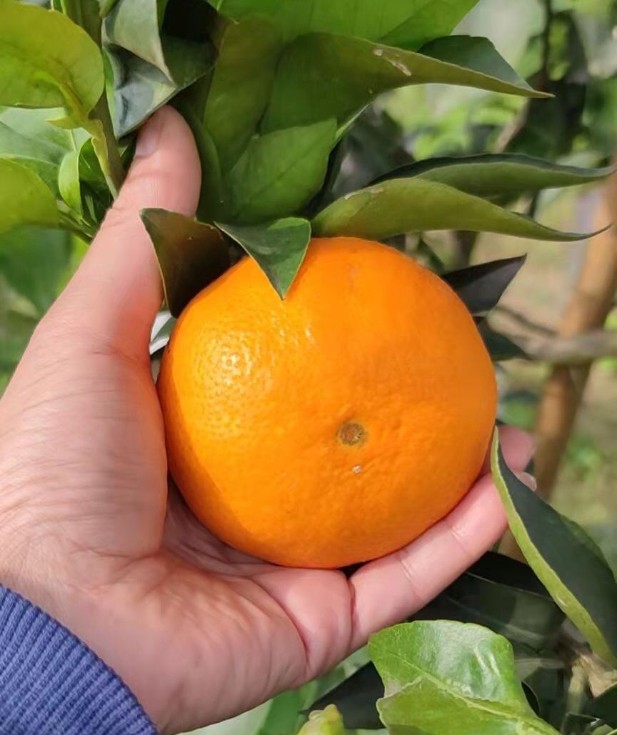 Organic Mandarin from Highland (1lbs)