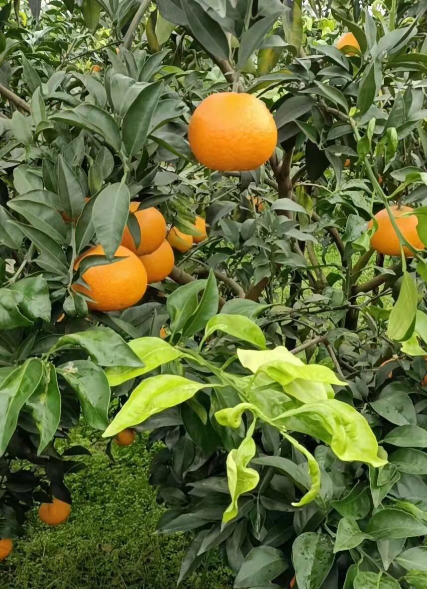 Organic Mandarin from Highland (1lbs)