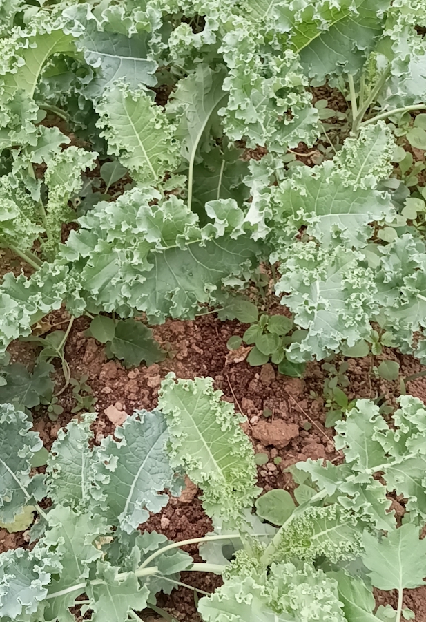 Fresh Organic kale from Hong Kong